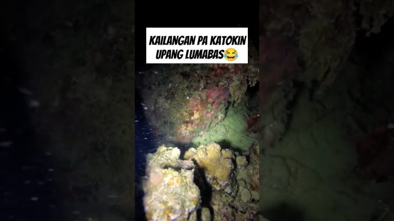 #fishing #seafood #spearo #fish #spearfishing #seafoodrecipes #beach #spearolife