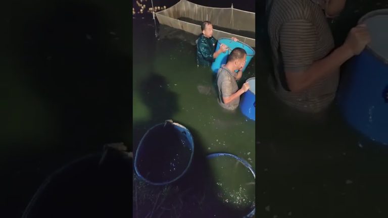 Ocean Bites: Delicious Seafood Recipes You Can’t Miss #karkfoodies #shorts #seafood