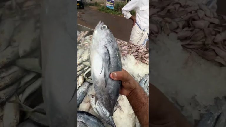 എല്ലാം 100🔥🔥 #trending #ktnifishcentre #seafood #fishing #fish #food #ktfishshop #seafoodrecipes