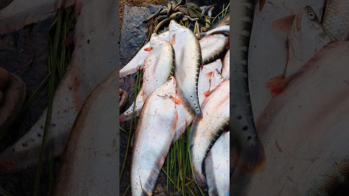 Couple Cooking Fish Fry Recipe #cookingchannel #villagecookingchannel #cooking #fish #recipe #food