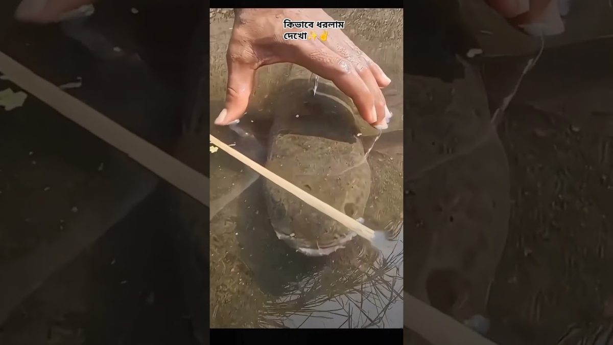 #subscribe #fishing #seafood #fish #seawaves #viralvideo #travel #waves #nature #seafoodrecipes