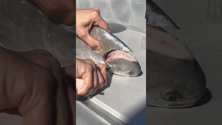 Eat fish tails. Pompano cooked on our Bullseye from @recteq and cut up on the @KillerDock 🤙