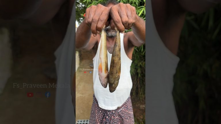 నల్ల చేపలు కూర తిన్నారా 😋😂