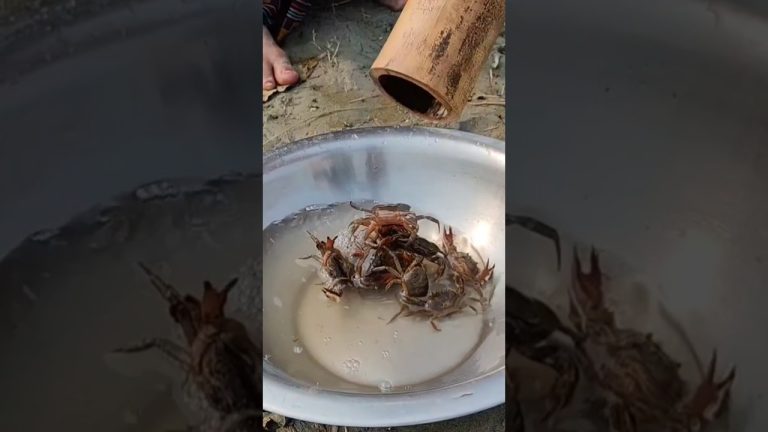 Catching kekra& king of crab recipe in village,cooking& eating kekra crab recipe! kekra recipe curry