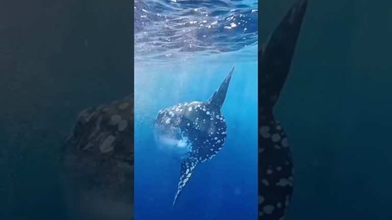 Al Quran #youtube #fish #love #seafood #aquran #seafoodrecipes