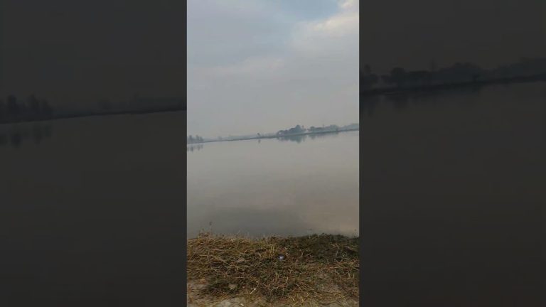 #fishing #nishashark #seafood #sharkfishcurry #fish #food #nishadrochshark #seafoodrecipes