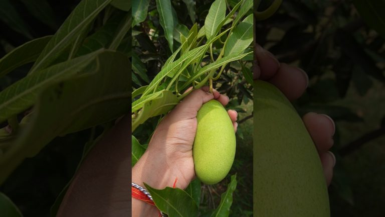 Mango shake asmr recipe #asmr #youtubeshorts #asmrsounds #trending #mango #milkshake #asmrfood #yt