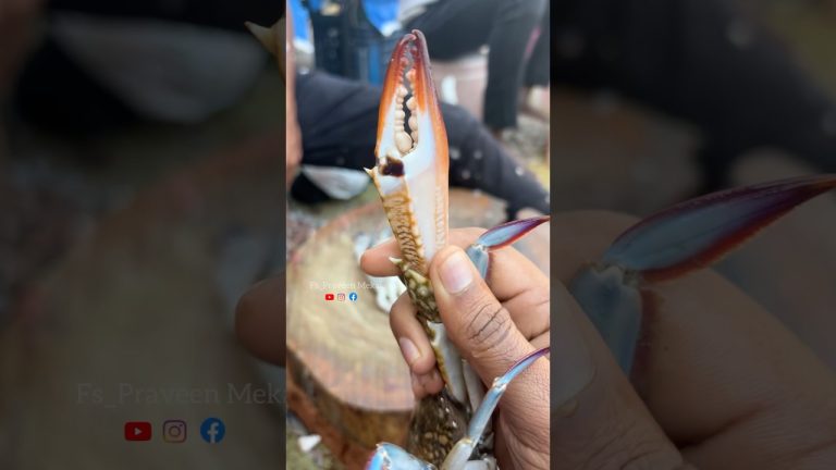 కుక్క పెంట ఊరి పీతల బిరియాని తిన్నారా 😁😜😋