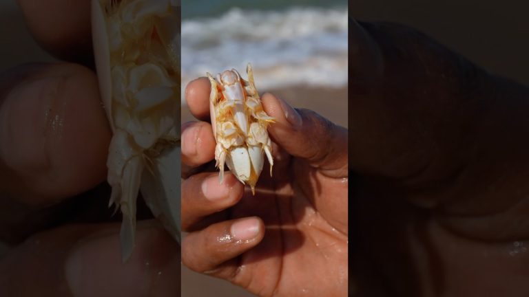 Emerita analoga 😋 Let's eat. #shorts