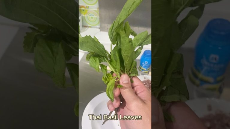 How to make Thai Basil Pork in 1 min.🇹🇭 #shorts