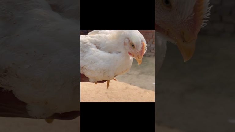 Bihari Chicken Kashmiri Tarika Recipe #shorts #youtubeshorts #chickencurry