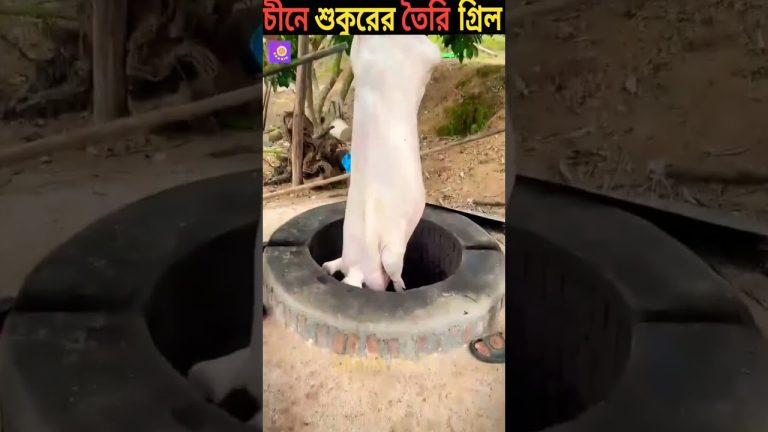 grilled pork belly recipe // chienes cooking video #shorts #viral