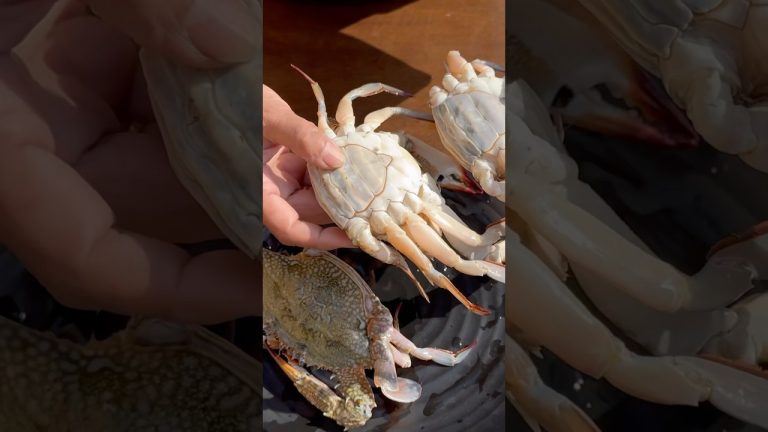 केकड़ा मसाला #indianfoodtalk #seafood #fish #mutton #streetfood #chicken #recipe #ytshorts #ytviral