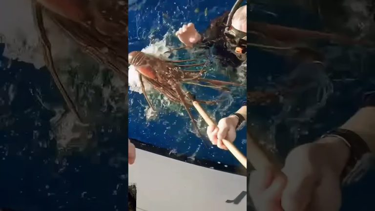 Lobster recipe #crab #seafood #lobstering #lobsterfishing #giantlobster #ocean #lobster #food #fish