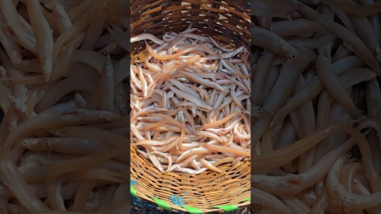 என்னது கடல் பாம்பா ⁉️ #trending #minivlog #shortsfeed #shortsfeed