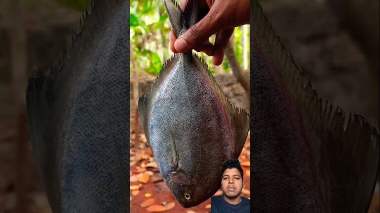 Konsa fish curry 🍛 #cooking #fish #fishfry #recipe #seafood #shortsfeed #villagecooking #viralvideo