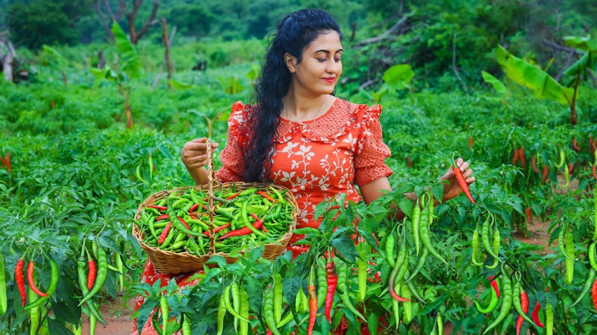Green chili 🌶️ harvesting! I made flavorful chili recipes & preserved in two ways!