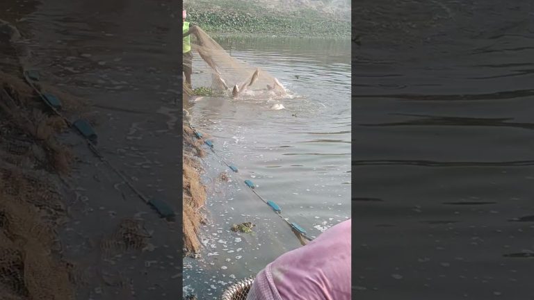 #comedyfilms #fishing #fishcomedy #seafood #fish #food #seafoodrecipes