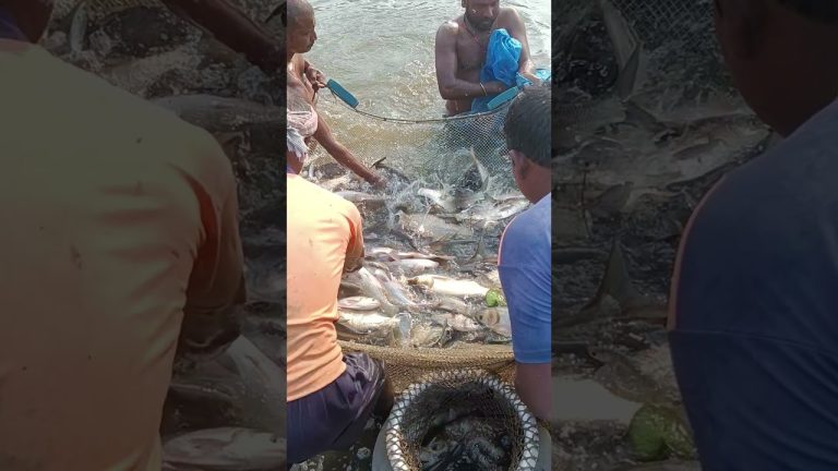 #comedyfilms #fishing #fishcomedy nex bolo jau #seafood #funny #seafoodrecipes komente