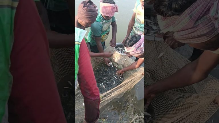 #comedyfilms #fishing #fishcomedy #seafood #fish #fishcutting #seafooddishes #seafoodrecipes #food