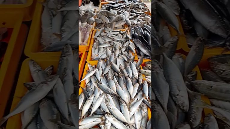 #fishing #seafish #seafood #fishkeeping #seafishmarket #fish #seafoodmarket #seafoodrecipes