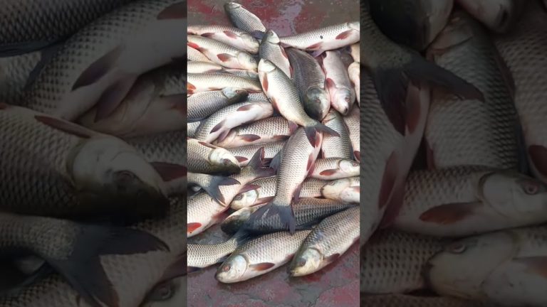 #fishing #seafood #all #huntfish #fish #fishhanting #fishhunt #seafoodrecipes #shortsvideo