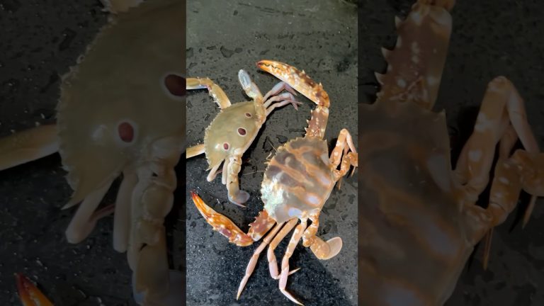 I love crabs🦀#food#cooking#recipe #foodie #shorts#youtubeshorts#minivlog#youtubevideo#shortsvideo