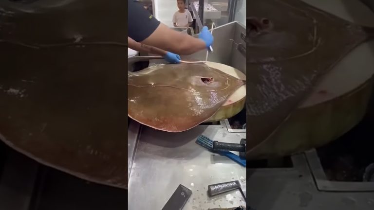 #food #fish #fishing #delicious #cooking #vikramvibes #seafood #vikramcomedy #fillet #seafoodrecipes