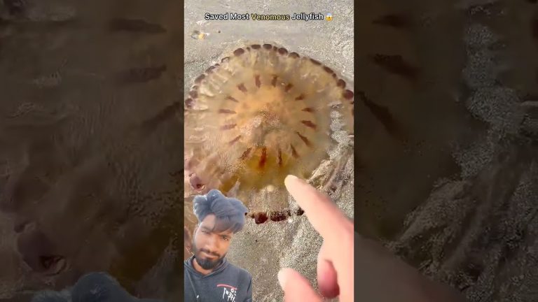 🥺😱🥰#rs7547( #sajaungalutkarbhiterebadankida #fishing #seafoodrecipes #seafood #beach #fish#travel