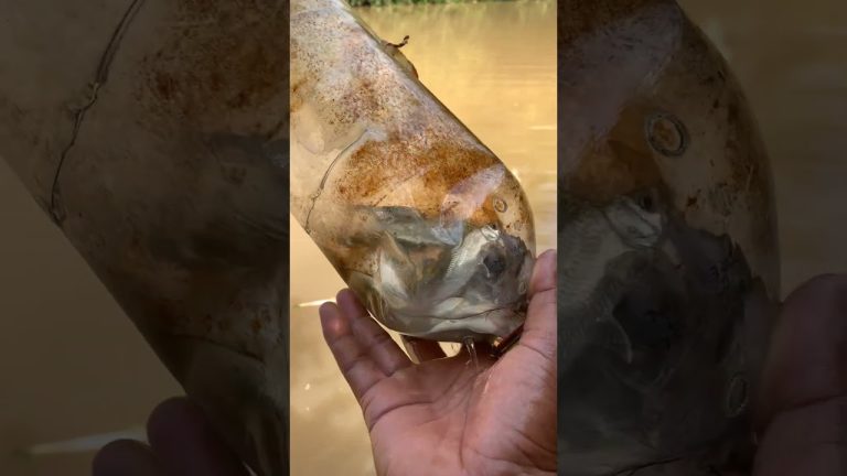 #diy #fishing #primitiveplus #seafood #fish #satisfying #seafoodrecipes #carpfishing #seafoods #diy