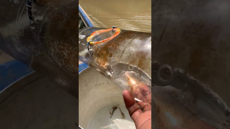 #diy #fishing #primitiveplus #seafood #fish #satisfying #seafoodrecipes #carpfishing #seafoods #diy