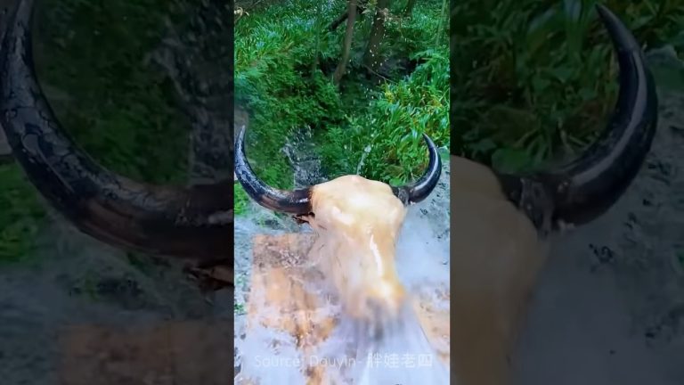 #cooking #food #delicious #lamb #recipe #artculinaire #seafood #relookingcuisine #fish #cuisinecultu