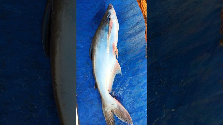 How to fry Pangash fish | pangas fish | pangas fish recipe | Fish Fry | #shorts #shortsfeed #fishfry