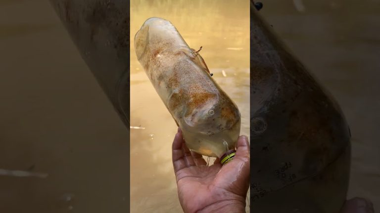 #diy #fishing #primitiveplus #seafood #fish #satisfying #seafoodrecipes #carpfishing #seafoods #diy