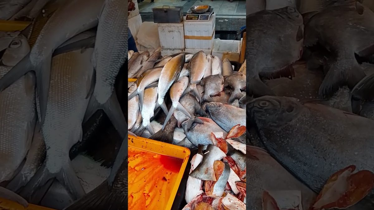 #aquariumfishmarket #seafood #fishing #fish #fishseafood #fisherman #seafoodrecipes #carpfishing