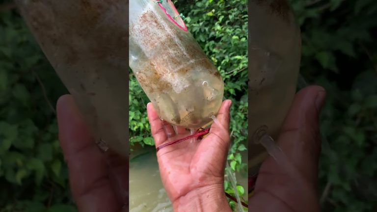 #diy #fishing #campping #wildlife #fish #primitiveplus #fishrecipes #seafoodrecipes #food #cooking