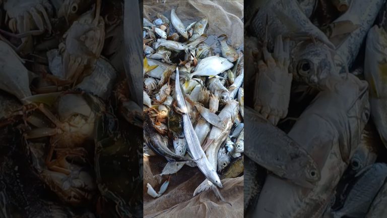 #fishgravyrecipe #seafood #trendingshorts #tawamasalafishfry #food #fish #fhiscurry #seafoodrecipes