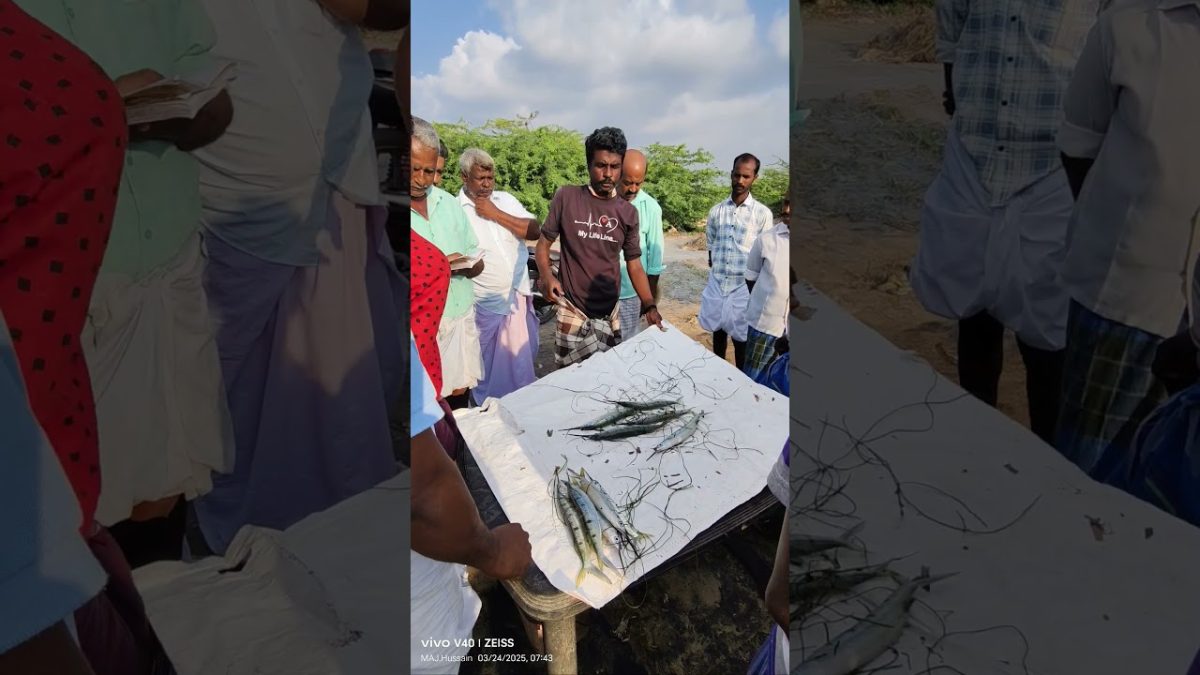 முரல் மீன் ஏலம்🐬🐬🐬🐬 #fishing #seafood #seafoodprep #fish #food #seafoodrecipes #seafoods #streetfood