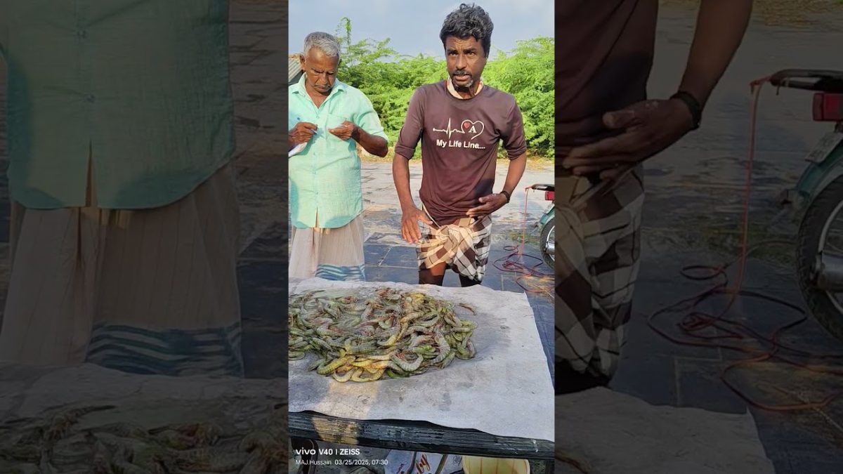 முத்துக்குடா செங்கேணி மீன் ஏலம் 🐟🐟🐟 #seafoodprep #seafood #fishing #fish #food #seafoodrecipes