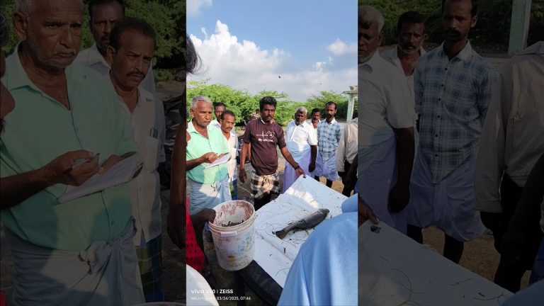 கொடுவா மீன் ஏலம் 🐠🐠🐠#fishing #seafoodprep #seafood #fish #food #1february #seafoods #seafoodrecipes