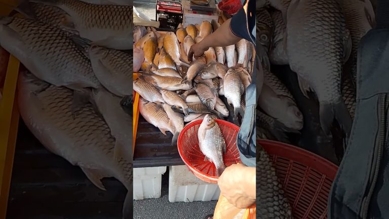 #seafood #fishingaddict #aquariumfishmarket #fish #fisherman #food #seafoodrecipes #fishing #seafood