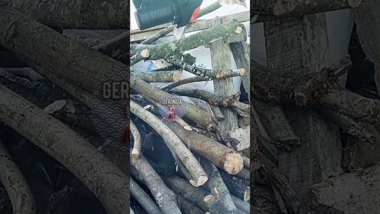 TAJAM‼️Chainsaw memotong kayu untuk bakar bbq‼️#gerindavsall #youtube