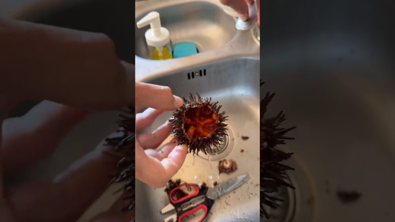 Как чистить морского ежа #seafood #recipe #seaurchin