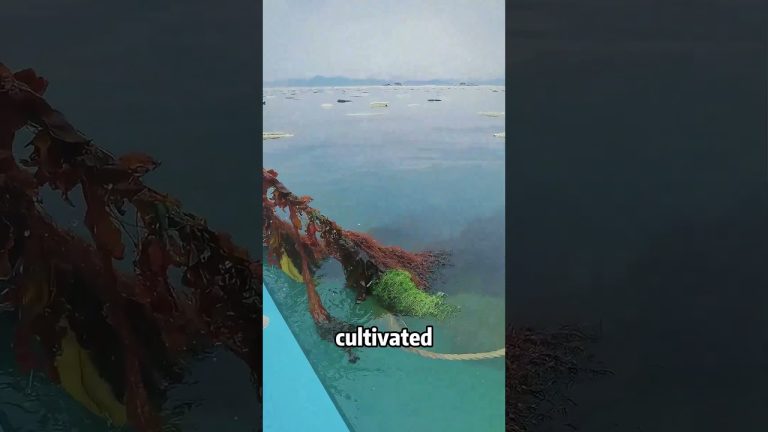 BBQ Stall Selling “Hair”? It's Actually Sea Moss! 🌊🍢#shorts