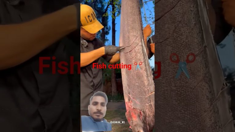 #cooking #fishing #fish #fishcutting #food #seafood #fishcooking #しまさかな #シギ #seafoodrecipes