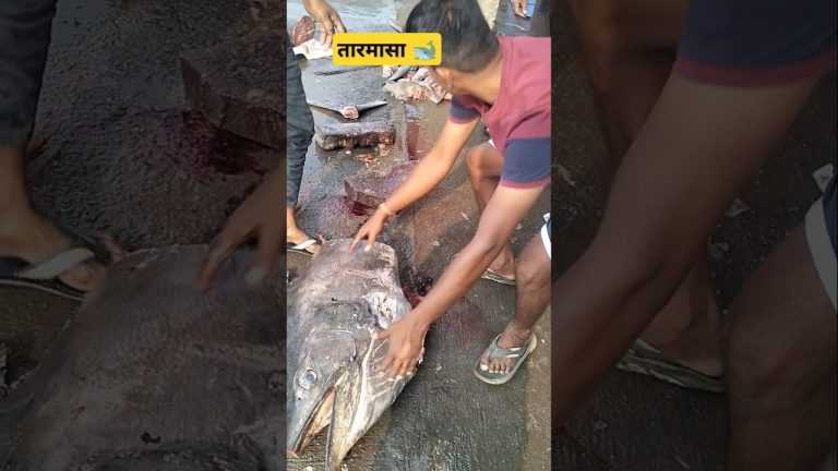 तारमासा 🐋 #viralvideo #seafood #youtubeshorts #fishing #seafoodrecipes #explore #trendingshorts
