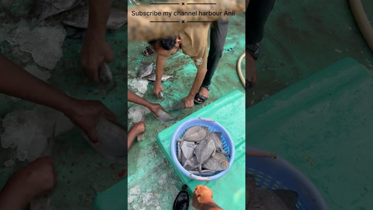 #fishing #seafood #fish #vizag #seafoodrecipes #food #andhrapradesh #vlog #viralvideo #trending