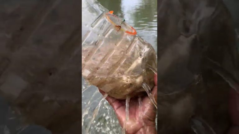 #fishing #creativesurvival #seafood #fish #satisfying #seafoodrecipes #automobile #primitiveplus