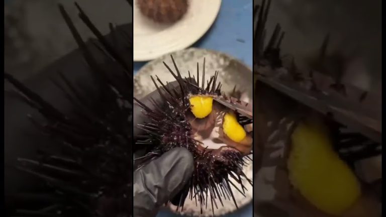 Underwater animals🇨🇱 #food #seafood #fishing #fish #surdechil #seafoodrecipes