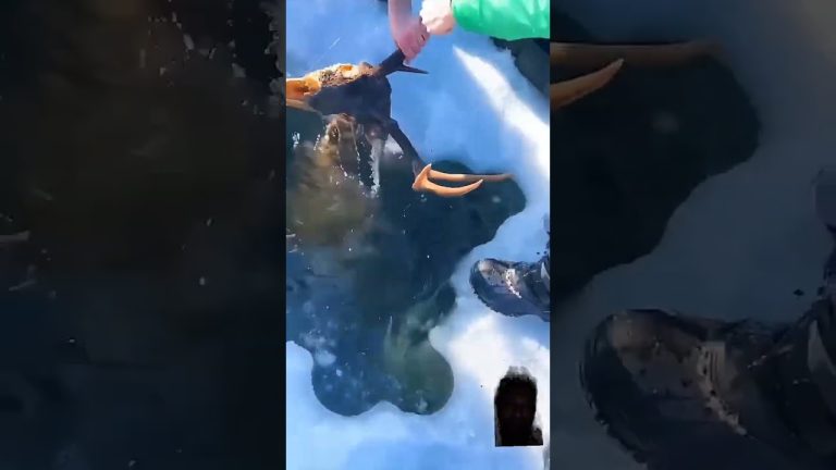 #fishing #aquaticpets #seafood #exoticaquariumfish #fish #snake #venomouscreatures #seafoodrecipes